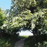 Emilias Hues, Reethaus In Der Bucht Von Wismar * Zierow