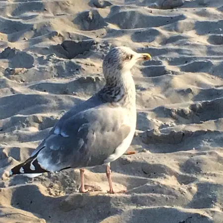 Emilias Hues, Reethaus In Der Bucht Von Wismar Zierow