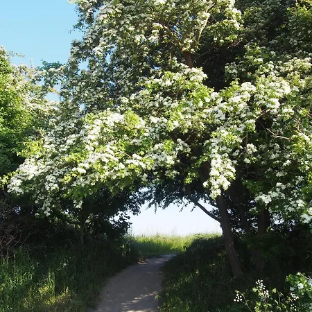 Emilias Hues, Reethaus In Der Bucht Von Wismar * Zierow